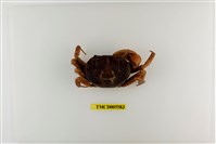 藏品(毛足圓盤蟹)的圖片